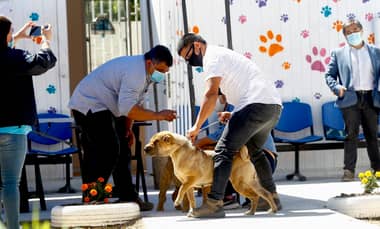 Municipio de Curicó y agrupación animalista de Sarmiento implementaron operativo de salud para mascotas