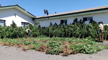 Carabineros incautó 511 plantas de marihuana desde cultivo en cerro La Leonera de Licantén