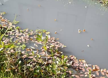 Denuncian malos olores en canal de regadío que recorre el sector de Zapallar