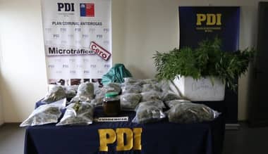 PDI detuvo a hombre con más de 11 kilos de marihuana cosechada y 51 plantas
