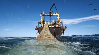 Cámara rechazó el proyecto que prohíbe la pesca de arrastre para la merluza común