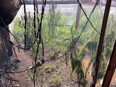 Incendio deja al descubierto plantación de marihuana en Rauco