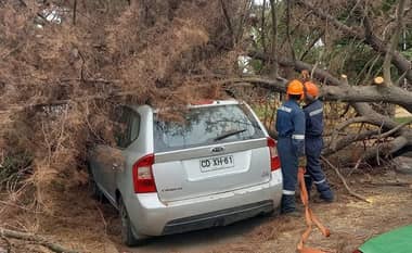 Vehículo resultó dañado tras caída de pino en plazoleta de Curicó