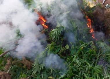Incendio forestal de Chimbarongo deja al descubierto gigantesca plantación de marihuana