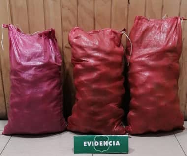 Carabineros de Curicó detuvo a sujetos que robaron sacos de papas desde una propiedad