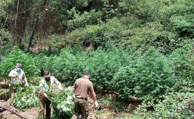 Carabineros encontró cien plantas de marihuana en la reserva nacional Laguna Torca de Vichuquén