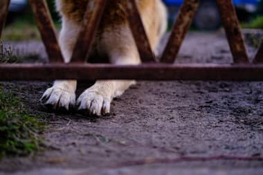 Brutal ataque de perro a niño en población Bombero Garrido