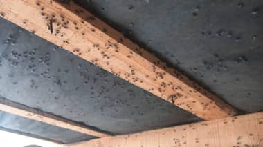 Concejal de Sagrada Familia denuncia plaga de moscas por aplicación de guano en los campos