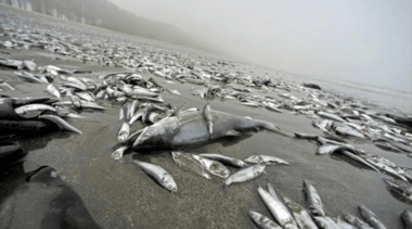 Sernapesca en alerta tras masiva muerte de peces en Isla Orrego de Constitución