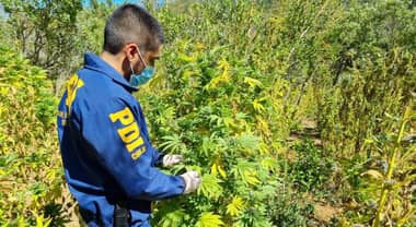 PDI dio con importante plantación de marihuana en la precordillera de San Fernando
