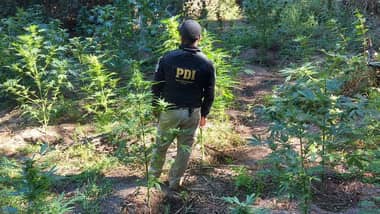 PDI incautó más de 2 mil 700 plantas de marihuana en Hualañé y Vichuquén