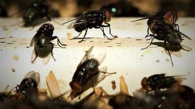 Vecinos de Población Mataquito denuncian plaga de moscas y malos olores desde restos de mega incendio