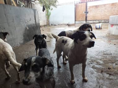 Maltrato animal: Abandonan casa dejando a 15 perros en su interior