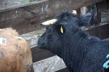 Detienen a cuatrero que faenaba vacuno en Romeral