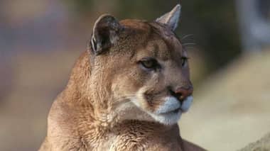 SAG capturó a puma en sector poblado en la precordillera de Teno para ser reintegrado a su hábitat