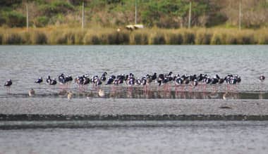 Con trekking y jornada de avistamiento se celebró Día de las Aves Migratorias en el Río Mataquito