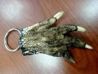 Detienen a sujeto que vendía partes disecadas de lagarto en una feria de Rancagua