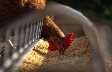 Científicos chilenos crean “súper huevos” a partir de nuevo alimento para gallinas