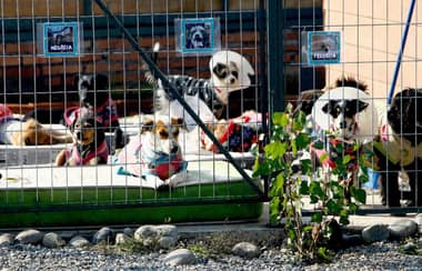 Nuevo Centro Veterinario Municipal de Curicó fue bendecido y llaman a adoptar perros adultos