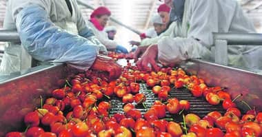 Trabajadores de empresa frutícola de Curicó están en paro por no pago de sus remuneraciones