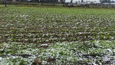 Diputado Felipe Donoso exige al Gobierno activar seguros y entregar ayuda a agricultores afectados por la nieve