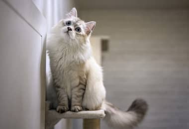 ¿Por qué a los gatos les gustan tanto los rascadores para gatos?