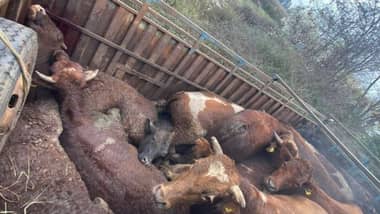 Millonario robo de animales cometen cuatreros en fundo de Pelarco