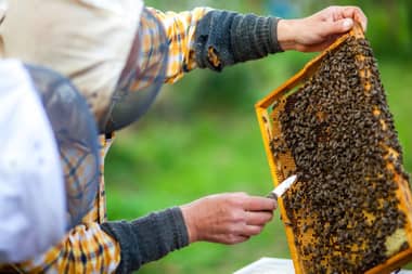 Apicultor de Teno fue víctima de robo de colmenas en Ventana del Alto