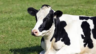 Encuentran una decena de terneros muertos en Chépica