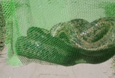 Culebra gigante llegó de visita a vivienda en la localidad de Comalle