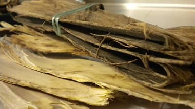 Sorprenden a ladrones de corteza de quillay en fundo de Curepto