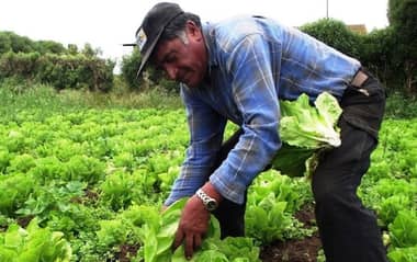 Gobierno entregó 700 sacos de fertilizantes para 100 agricultores No INDAP de Rauco y Sagrada Familia