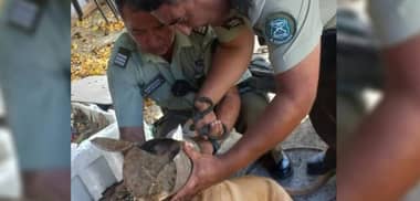 Carabineros de Cauquenes rescató a perrito que atascó su cabeza en un tarro