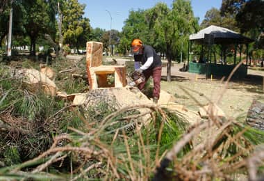 Añoso pino de plaza Rauquén seguirá su vida transformado en un cómodo asiento