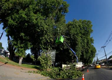 Municipio curicano realizó poda de árboles en el acceso suroriente de la ciudad