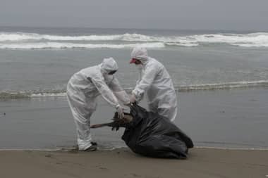 Preocupación en la costa curicana por aparición de gaviotas muertas