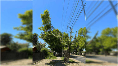 Acusan mutilación de árboles por parte de la CGE en Molina