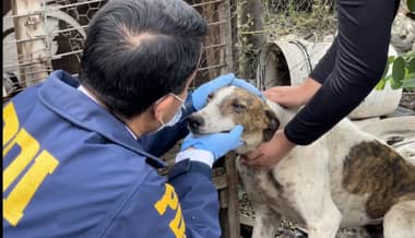 Concejala Paulina Bravo planea crear un Formulario para denunciar maltratos animales