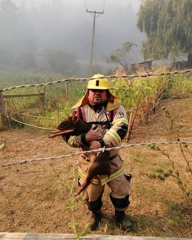 Entérate de cómo ayudar si encuentras un animal silvestre afectado por el fuego