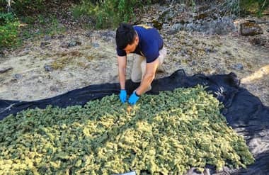 PDI incauta más 10 mil plantas de marihuana en la precordillera de San Fernando