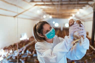 ¿Cómo prevenir el contagio de la Gripe Aviar?
