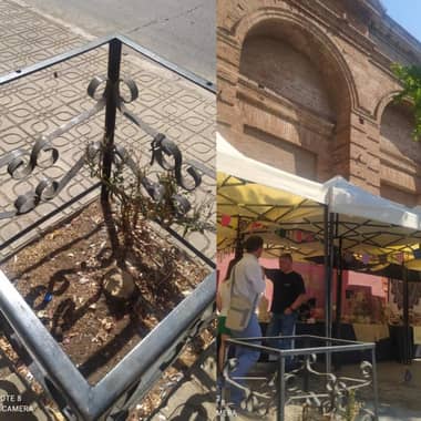 Agrupación Curicó Ecológico condena la mutilación de árboles en la ciudad