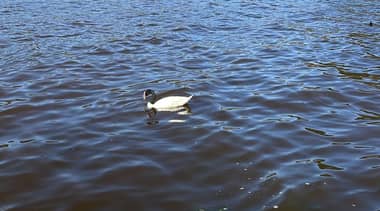 Denuncian excesivo ingreso de agua salada en Lago Vichuquén