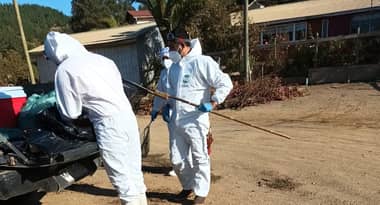 Confirman primer caso de gripe aviar en aves de corral en la provincia de Curicó