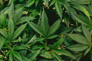 392 plantas de marihuana fueron incautadas en la precordillera de Linares