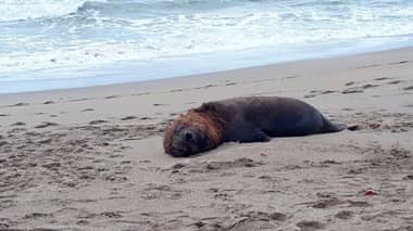 Confirman la muerte de dos lobos marinos por gripe aviar en Licantén