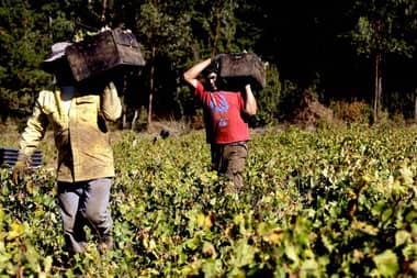 Viñateros del Maule solicitan a Ministro de Agricultura intervenir en colusión de grandes viñas