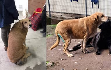 Perrita con tumor de 2.4 kilos fue exitosamente operada en Curicó