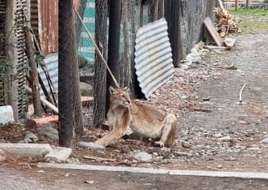 SAG rescató exitosamente a puma hembra que bajó a pueblo de Los Queñes
