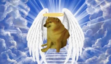 Murió "Cheems", el popular perrito Shiba Inu del meme